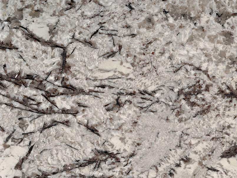 Delicatus White